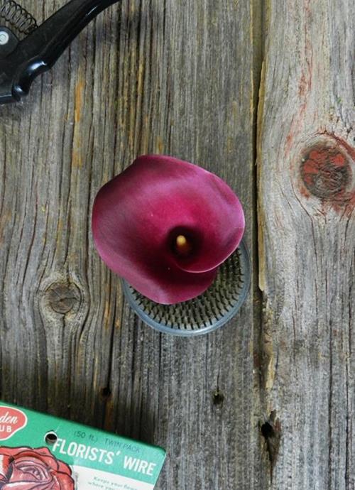 SUMATRA  BURGUNDY MINI CALLA LILIES